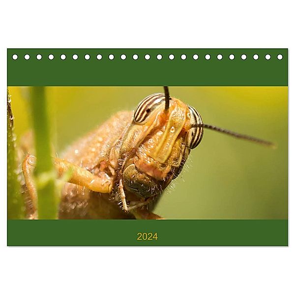 Schicke Krabbler (Tischkalender 2024 DIN A5 quer), CALVENDO Monatskalender, Conny Krakowski