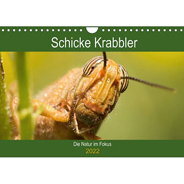 Schicke Krabbler (Wandkalender 2022 DIN A4 quer), Conny Krakowski