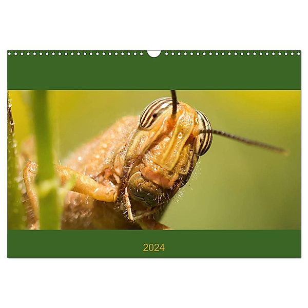 Schicke Krabbler (Wandkalender 2024 DIN A3 quer), CALVENDO Monatskalender, Conny Krakowski