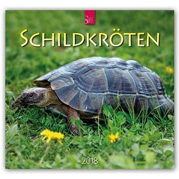 Schildkröten 2018