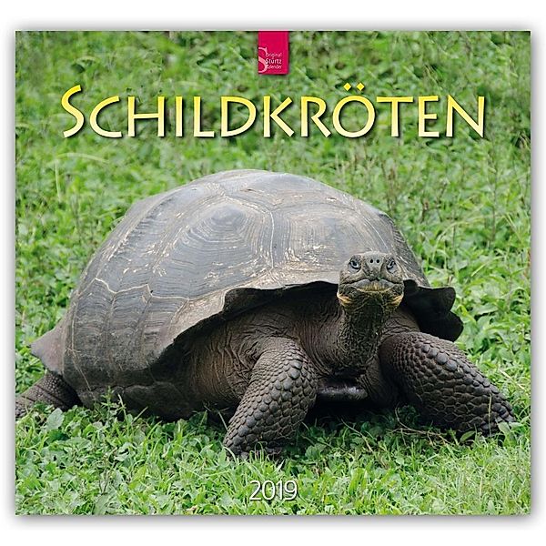 Schildkröten 2019