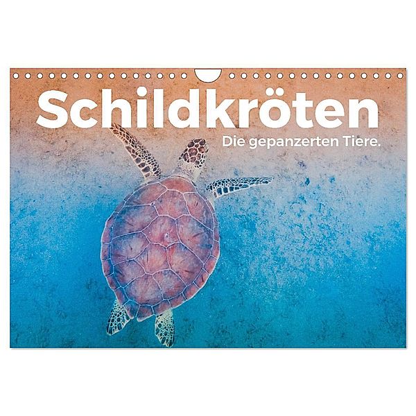 Schildkröten - Die gepanzerten Tiere. (Wandkalender 2024 DIN A4 quer), CALVENDO Monatskalender, M. Scott