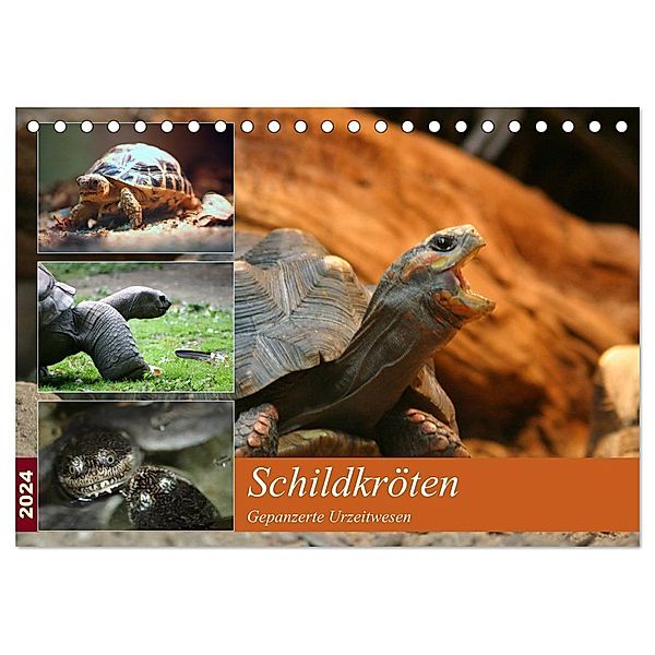 Schildkröten - Gepanzerte Urzeitwesen (Tischkalender 2024 DIN A5 quer), CALVENDO Monatskalender, Barbara Mielewczyk