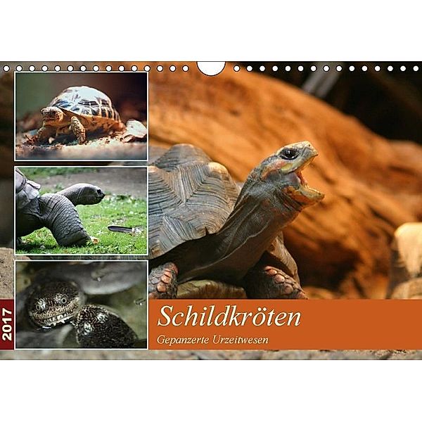 Schildkröten - Gepanzerte Urzeitwesen (Wandkalender 2017 DIN A4 quer), Barbara Mielewczyk