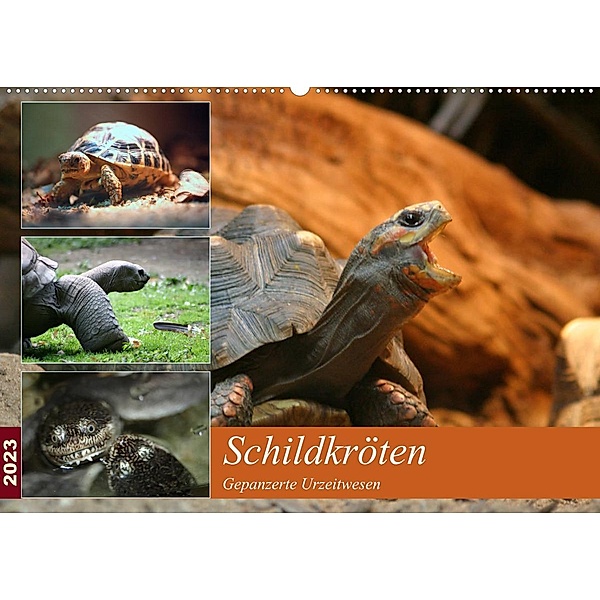 Schildkröten - Gepanzerte Urzeitwesen (Wandkalender 2023 DIN A2 quer), Barbara Mielewczyk