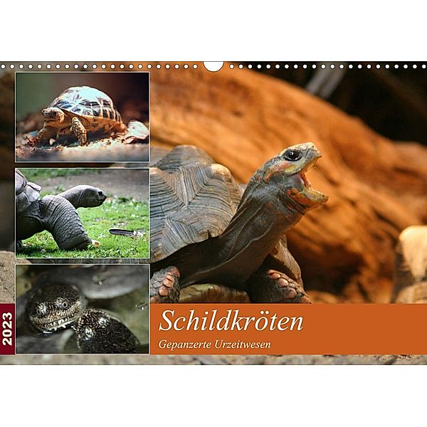 Schildkröten - Gepanzerte Urzeitwesen (Wandkalender 2023 DIN A3 quer), Barbara Mielewczyk