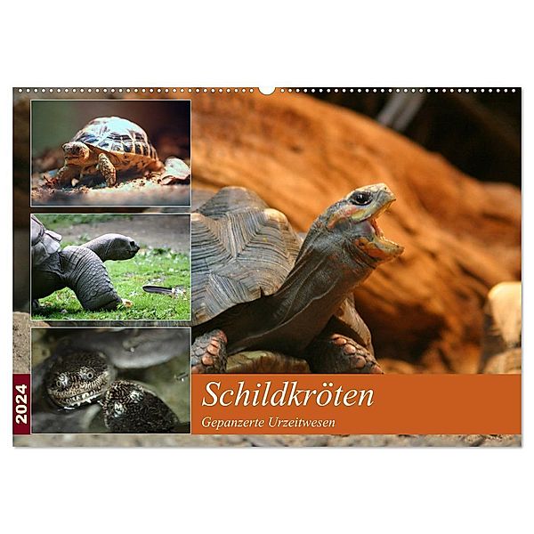 Schildkröten - Gepanzerte Urzeitwesen (Wandkalender 2024 DIN A2 quer), CALVENDO Monatskalender, Barbara Mielewczyk