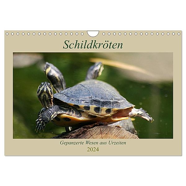 Schildkröten - Gepanzerte Wesen aus Urzeiten (Wandkalender 2024 DIN A4 quer), CALVENDO Monatskalender, Barbara Mielewczyk