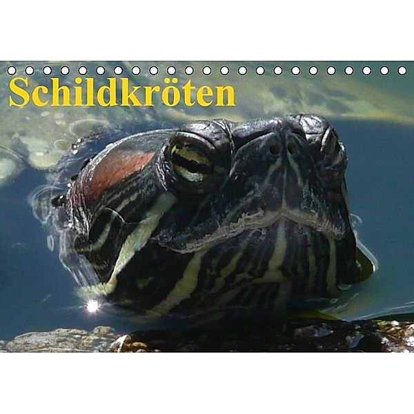 Schildkröten (Tischkalender immerwährend DIN A5 quer), Elisabeth Stanzer