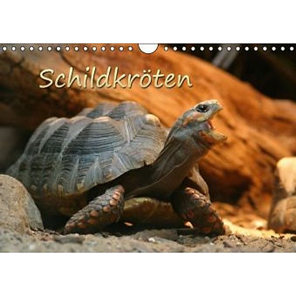Schildkröten (Wandkalender 2016 DIN A4 quer), Barbara Mielewczyk