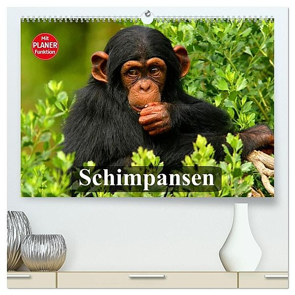 Schimpansen (hochwertiger Premium Wandkalender 2025 DIN A2 quer), Kunstdruck in Hochglanz, Calvendo, Elisabeth Stanzer
