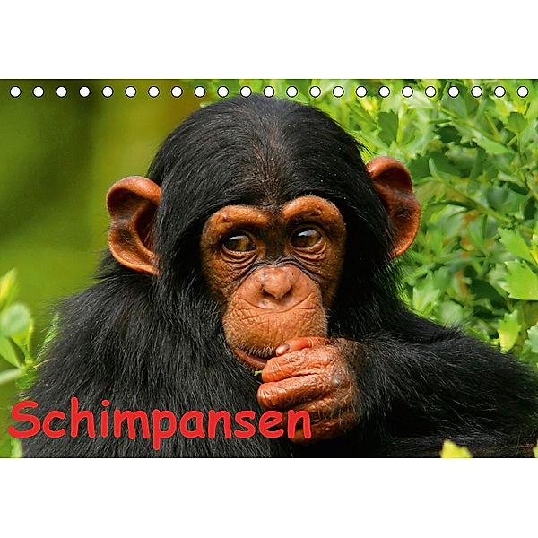 Schimpansen (Tischkalender 2019 DIN A5 quer), Elisabeth Stanzer