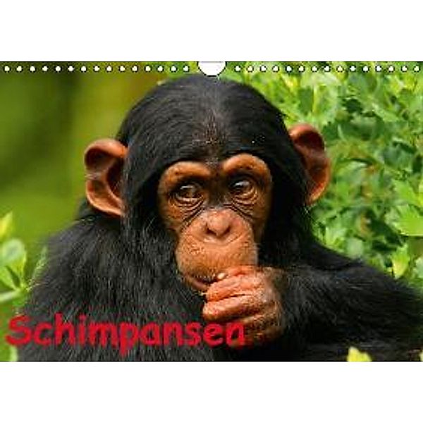 Schimpansen (Wandkalender 2015 DIN A4 quer), Elisabeth Stanzer