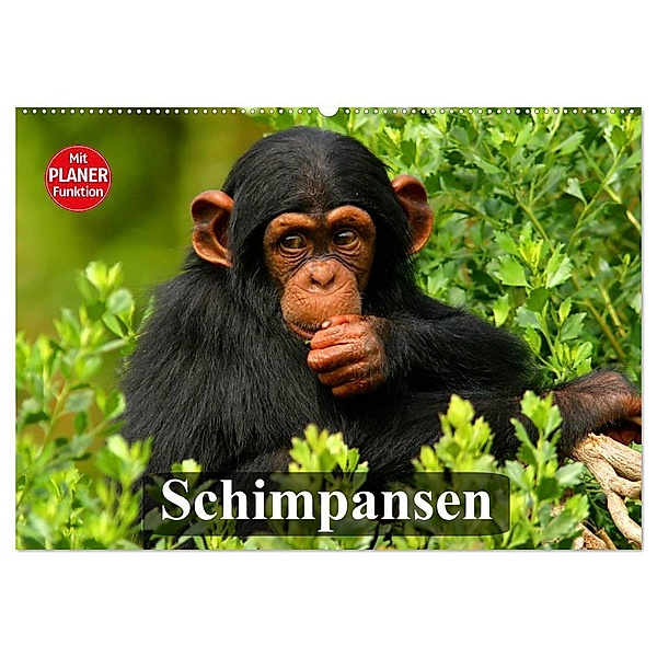 Schimpansen (Wandkalender 2024 DIN A2 quer), CALVENDO Monatskalender, Elisabeth Stanzer