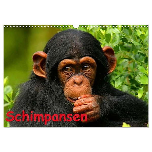 Schimpansen (Wandkalender 2024 DIN A3 quer), CALVENDO Monatskalender, Elisabeth Stanzer