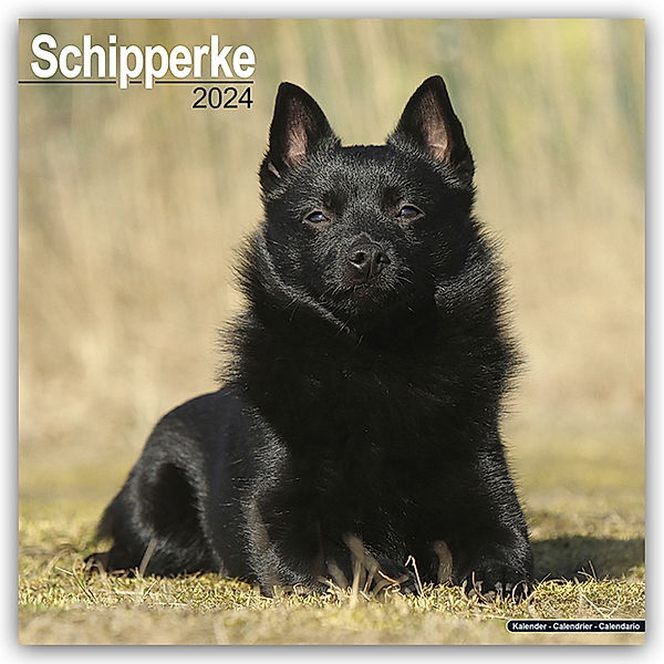 Schipperke 2024 - 16-Monatskalender, Avonside Publishing Ltd