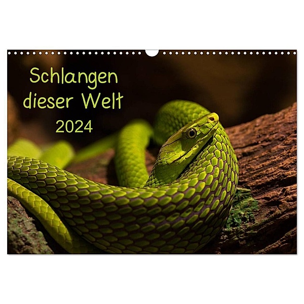 Schlangen dieser Welt (Wandkalender 2024 DIN A3 quer), CALVENDO Monatskalender, GuidoTipka/GUTI-Fotos