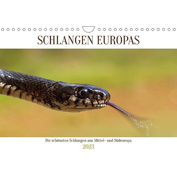 Schlangen Europas (Wandkalender 2023 DIN A4 quer), Wolfgang Simlinger