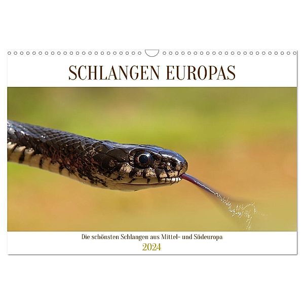 Schlangen Europas (Wandkalender 2024 DIN A3 quer), CALVENDO Monatskalender, Wolfgang Simlinger