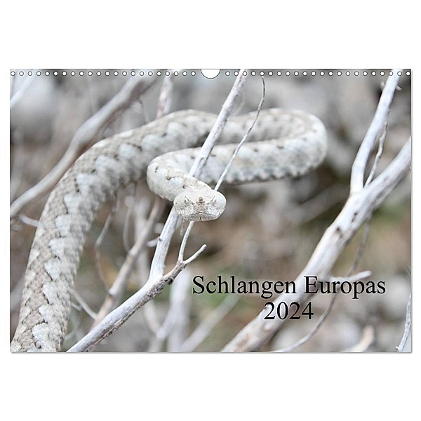 Schlangen Europas (Wandkalender 2024 DIN A3 quer), CALVENDO Monatskalender, Michael Wilms