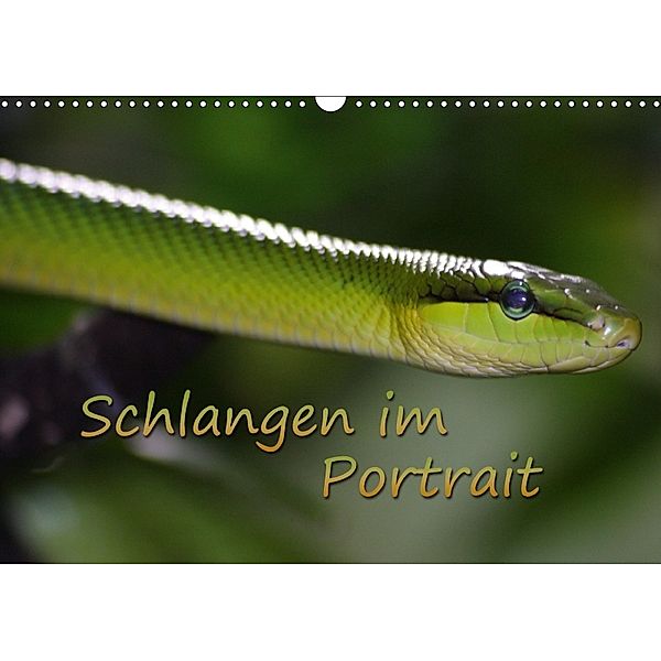 Schlangen im Portrait (Wandkalender 2018 DIN A3 quer), Chawera