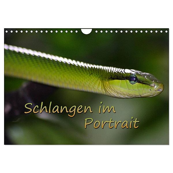 Schlangen im Portrait (Wandkalender 2024 DIN A4 quer), CALVENDO Monatskalender, Chawera