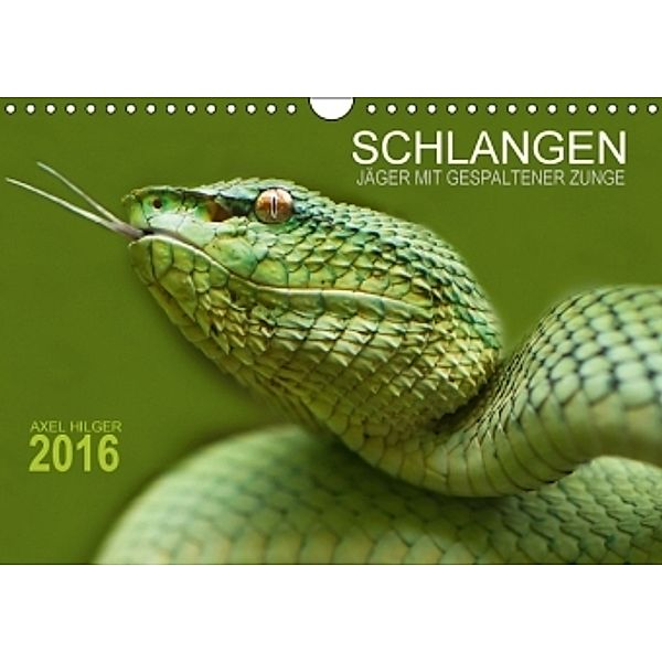 SCHLANGEN. JÄGER MIT GESPALTENER ZUNGE (Wandkalender 2016 DIN A4 quer), Axel Hilger