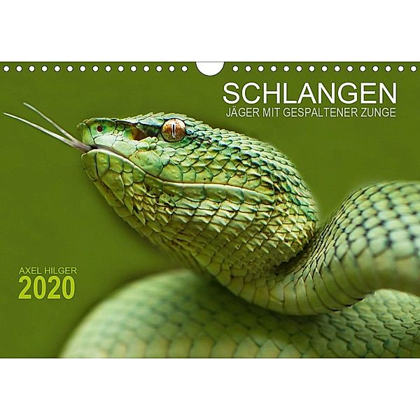 SCHLANGEN. JÄGER MIT GESPALTENER ZUNGE (Wandkalender 2020 DIN A4 quer), Axel Hilger
