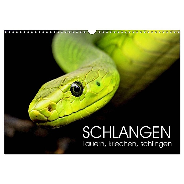 Schlangen. Lauern, kriechen, schlingen (Wandkalender 2024 DIN A3 quer), CALVENDO Monatskalender, Rose Hurley