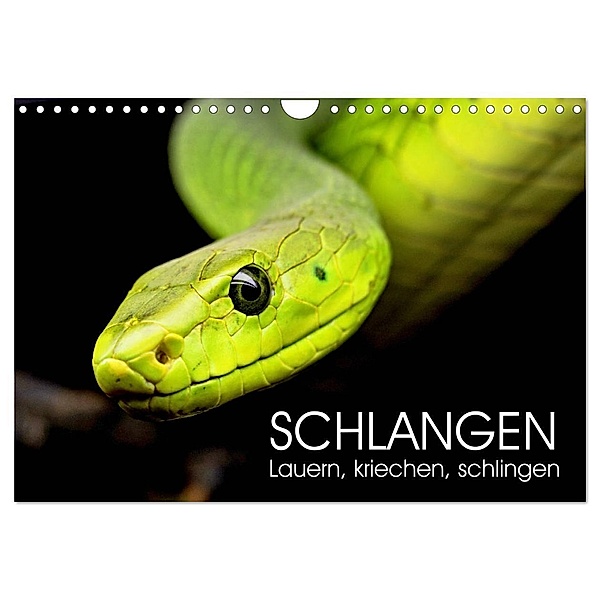 Schlangen. Lauern, kriechen, schlingen (Wandkalender 2025 DIN A4 quer), CALVENDO Monatskalender, Calvendo, Rose Hurley
