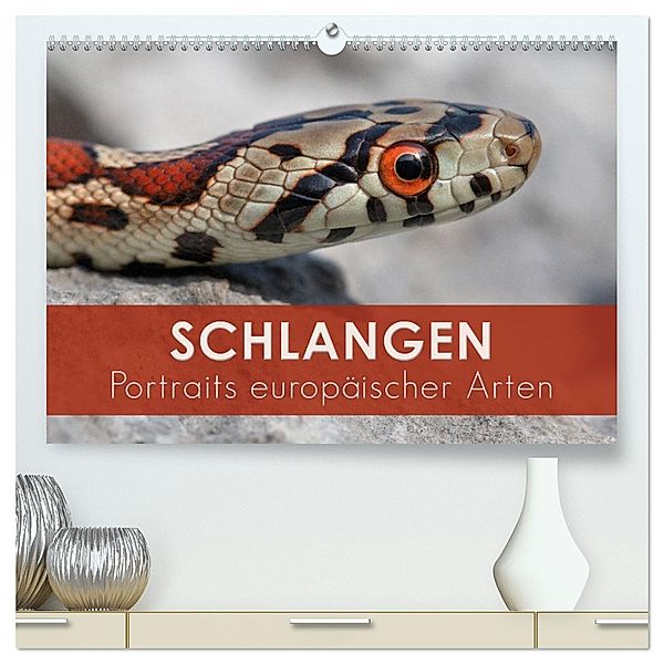 Schlangen - Portraits europäischer Arten (hochwertiger Premium Wandkalender 2025 DIN A2 quer), Kunstdruck in Hochglanz, Calvendo, Kevin Eßer