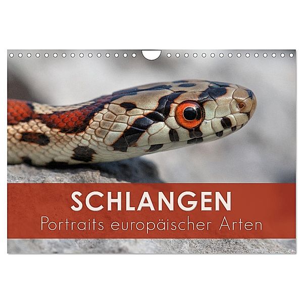 Schlangen - Portraits europäischer Arten (Wandkalender 2024 DIN A4 quer), CALVENDO Monatskalender, Kevin Esser