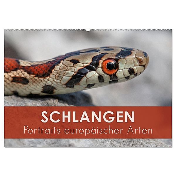 Schlangen - Portraits europäischer Arten (Wandkalender 2024 DIN A2 quer), CALVENDO Monatskalender, Kevin Eßer