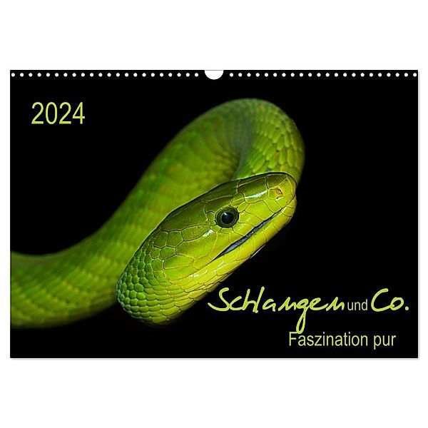 Schlangen und Co. - Faszination pur (Wandkalender 2024 DIN A3 quer), CALVENDO Monatskalender, Sigrid Enkemeier