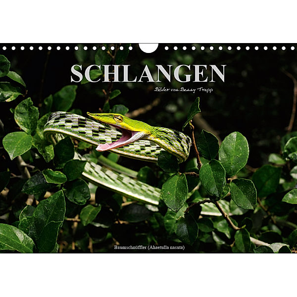 Schlangen (Wandkalender 2019 DIN A4 quer), Benny Trapp