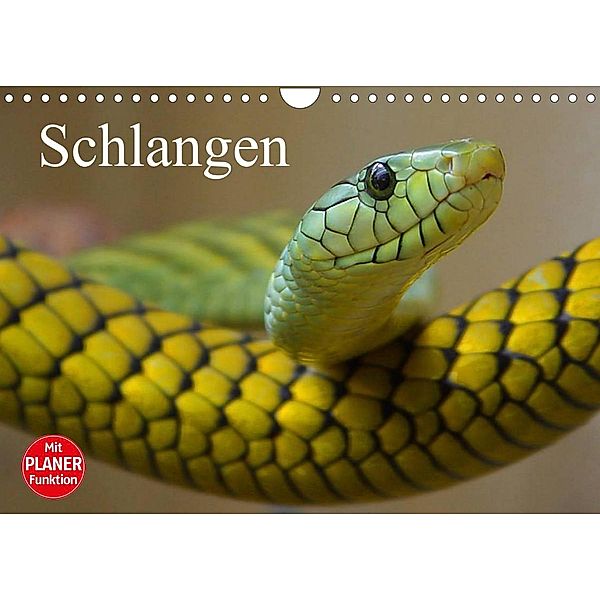 Schlangen (Wandkalender 2023 DIN A4 quer), Elisabeth Stanzer