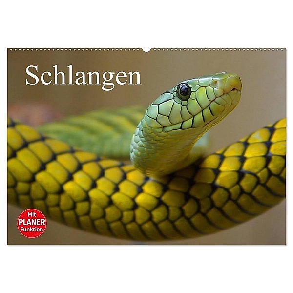 Schlangen (Wandkalender 2024 DIN A2 quer), CALVENDO Monatskalender, Elisabeth Stanzer
