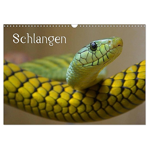 Schlangen (Wandkalender 2024 DIN A3 quer), CALVENDO Monatskalender, Elisabeth Stanzer