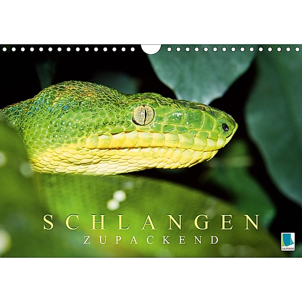 Schlangen: Zupackend (Wandkalender 2021 DIN A4 quer), Calvendo