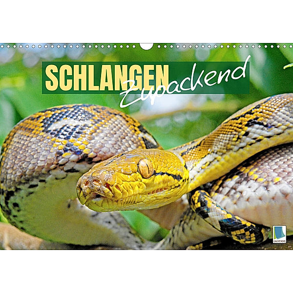 Schlangen: Zupackend (Wandkalender 2023 DIN A3 quer), Calvendo