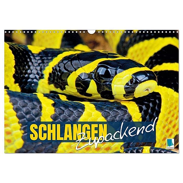 Schlangen: Zupackend (Wandkalender 2025 DIN A3 quer), CALVENDO Monatskalender, Calvendo