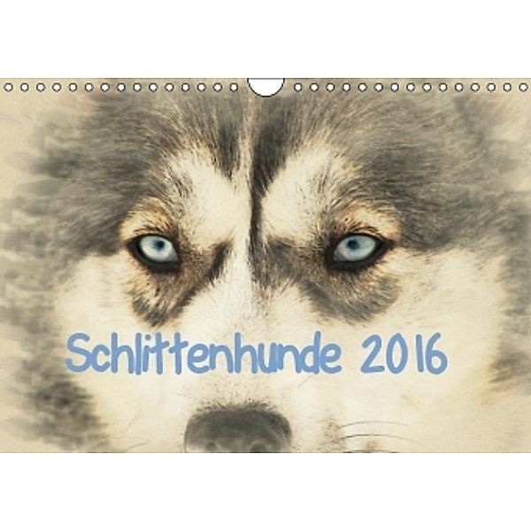 Schlittenhunde 2016 (Wandkalender 2016 DIN A4 quer), Andrea Redecker