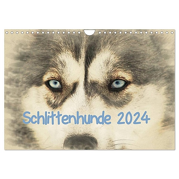 Schlittenhunde 2024 (Wandkalender 2024 DIN A4 quer), CALVENDO Monatskalender, Andrea Redecker