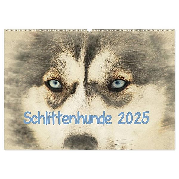 Schlittenhunde 2025 (Wandkalender 2025 DIN A2 quer), CALVENDO Monatskalender, Calvendo, Andrea Redecker