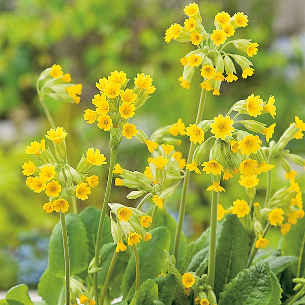 Schlüsselblume