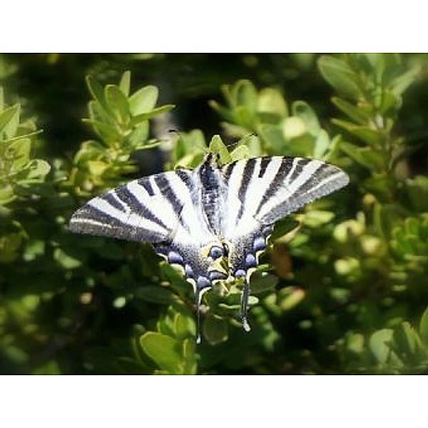 Schmetterling - 1.000 Teile (Puzzle)