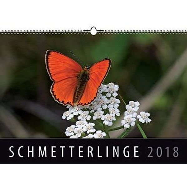 Schmetterlinge 2018