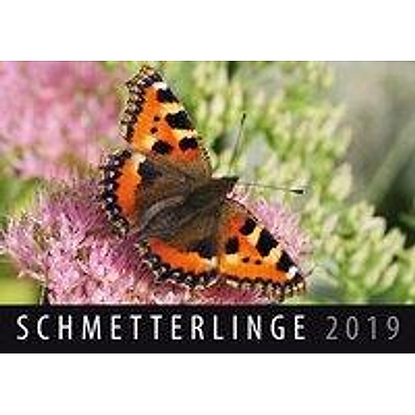 Schmetterlinge 2019