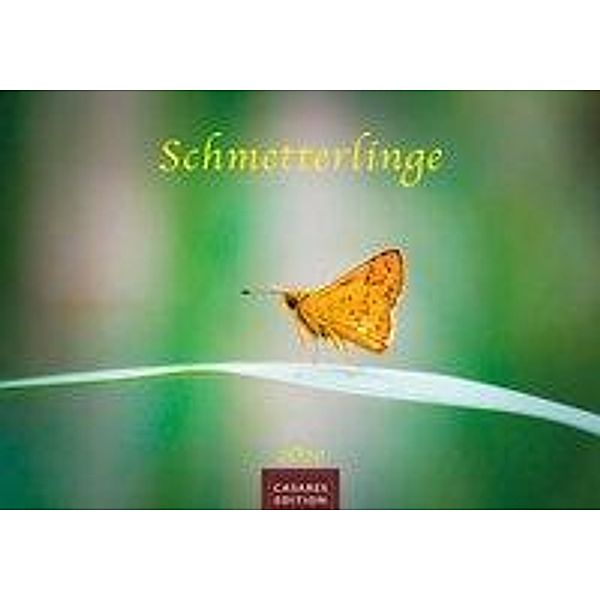 Schmetterlinge 2020