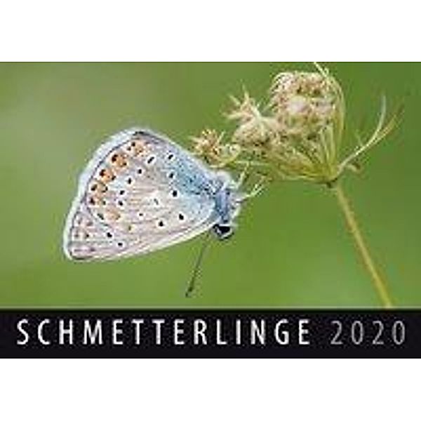 Schmetterlinge 2020